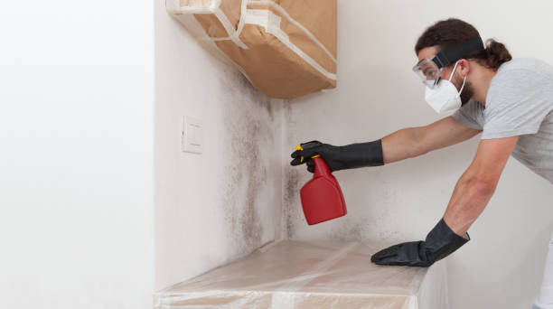 Professional Attic Mold Removal technician working in Bellmawr, NJ